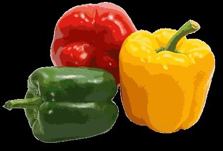 Fresh Capsicum