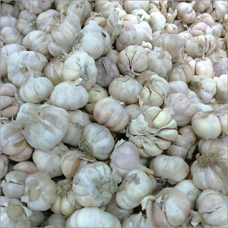 Fresh Garlic