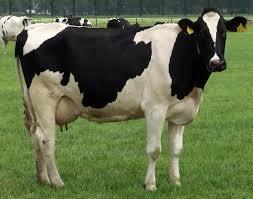 Hf Cows 554 