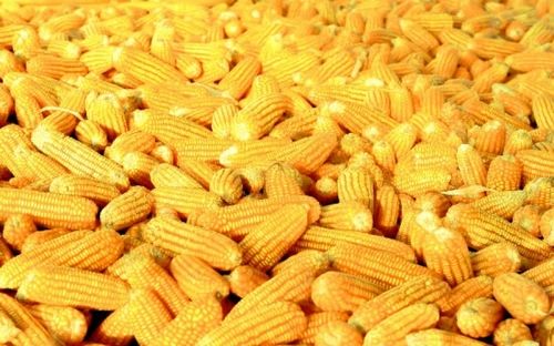 Yellow Corn