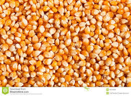 Maize Seeds