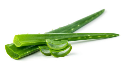 Aloe Vera Plant