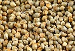 Pearl Millet - High-Quality Grain | Hygienic and Fine Quality, Reliable Supply