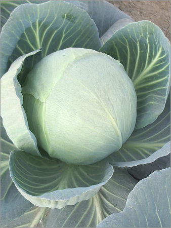 Cabbage Hybrid Seed S-92 Improved