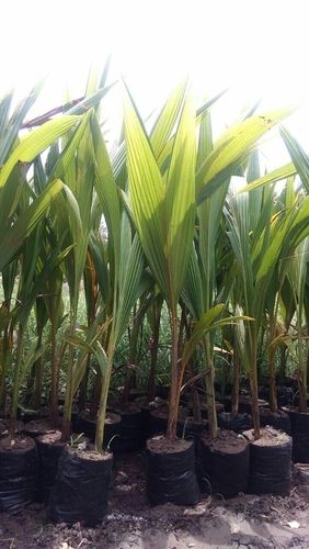 Coconut Plants at Best Price in Pune, Maharashtra | Shreyash Nursery