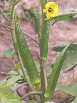 Okra Hybrid Seed No. 7777