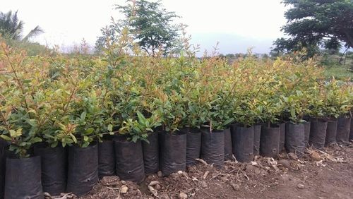 Pomegranate Plants