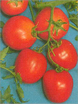 Tomato Hybrid Krishna Seed