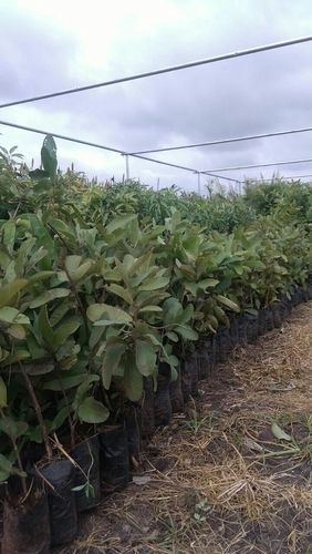 Sapota / Chikku Plants