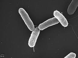 Azotobacter - Supreme Quality Bacterial Culture for Soil Enrichment | High Motility, Thick-Walled Cysts, Large Capsular Slime Production