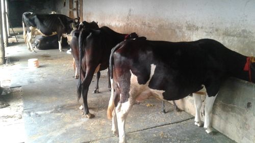 High Yielding Holstein Friesian Cow for Dairy Farming