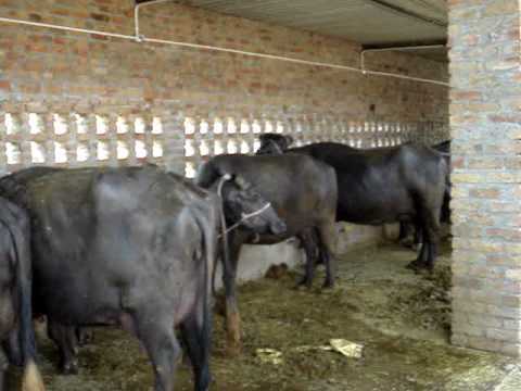 Black High Yielding Milking Buffalo