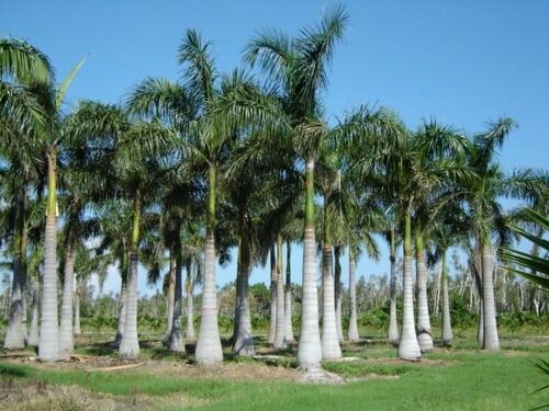 Bottle Palm Plant