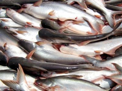 Frozen Pangasius Fish - Premium Quality, Freshly Frozen, On-Time Delivery, Affordable Pricing