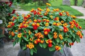 Lantana Plants