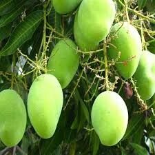 Mango Plants - Tropical Fruit Trees with Juicy Edible Fruit | National Fruit of India, Ideal for Home Gardens