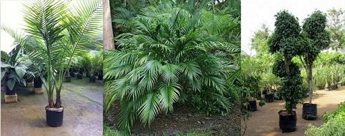 Phonix Palm Plants
