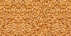 High Quality Lokwan Wheat Grain