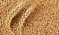 High Quality Sharbati Wheat