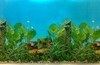 Fish Aquarium Plants