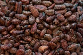 Cocoa Extracts