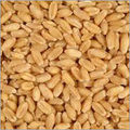 High Protein Wheat