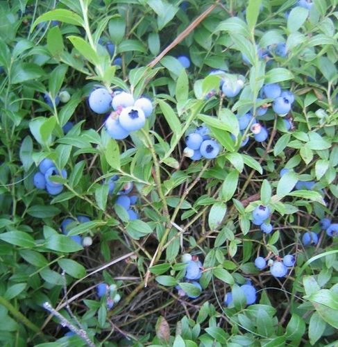 Wild Blueberry