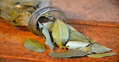 Bay Leaf