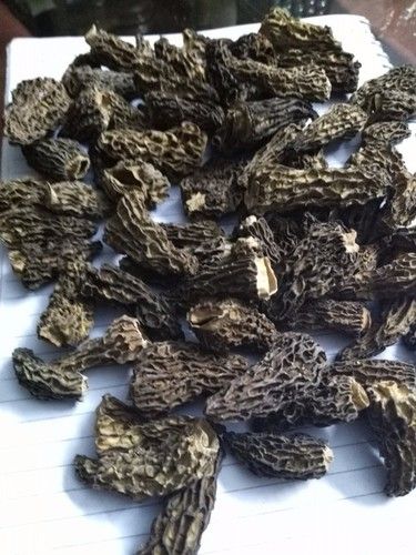 Black Morchella Esculenta