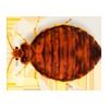 Bedbugs Management Services