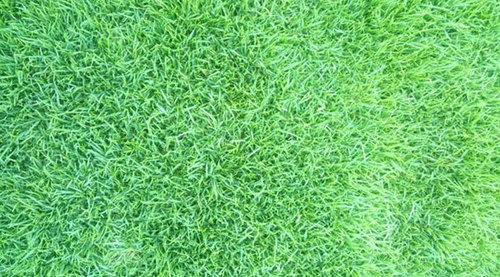 Natural Nilgiri Grass