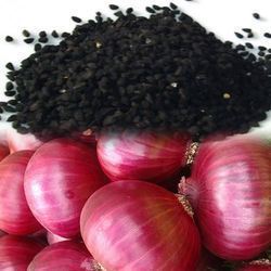 Onion Seed