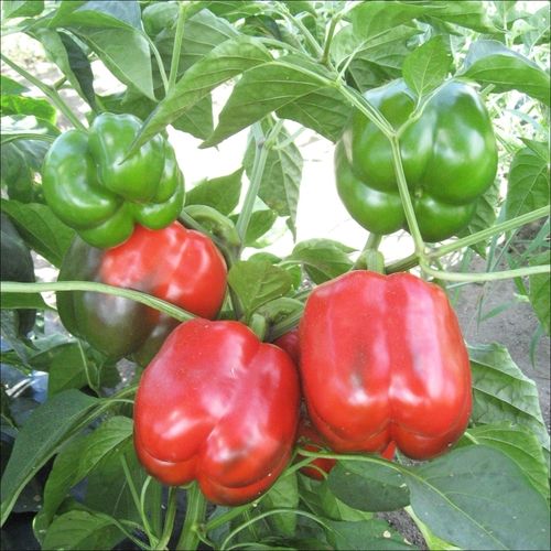 Green And Red Capsicum