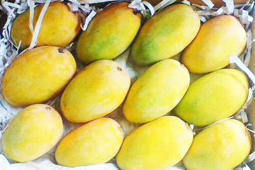 Gujrat Kesar Mango