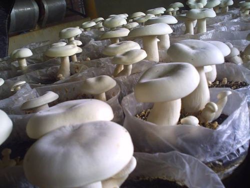High Quality Mushroom