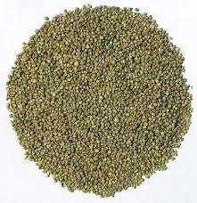 Cattle Feed Seeds