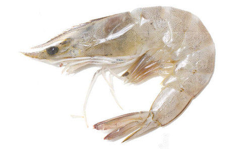 Vannamei Shrimp