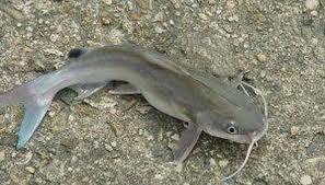 Fresh Catfish