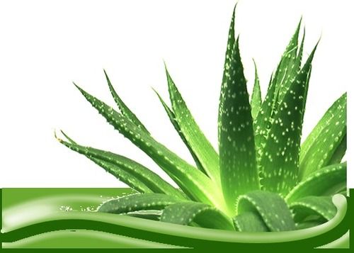 Herbal Aloe Vera 