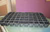 Hips Seedling Tray