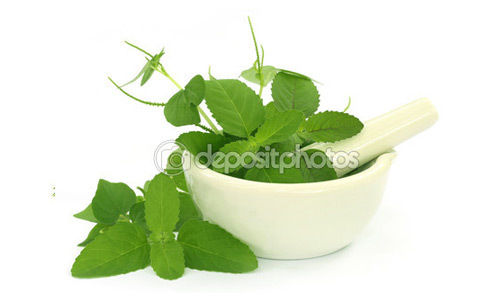 Tulsi Herbs