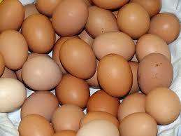 Chicken Fresh Table Eggs Grade A