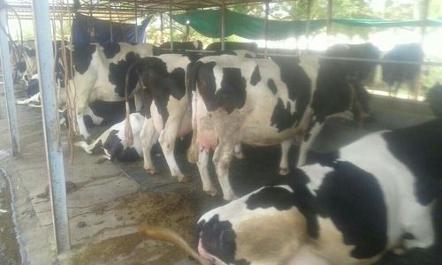 High Yielding Holstein-friesian Cow