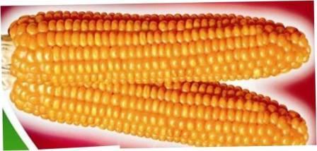 Hybrid Maize RJ 