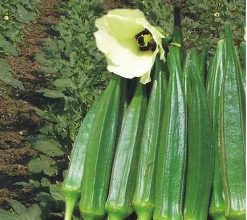 Hybrid Okra Heena Super