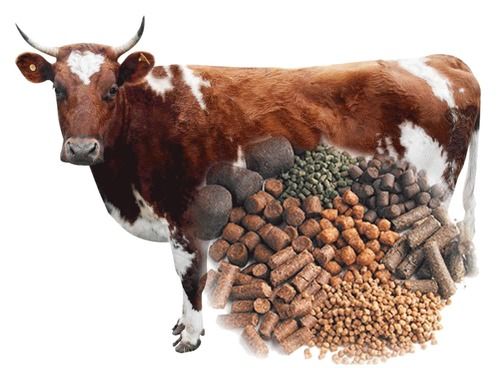 Nutritious Animal Cattle Feed Application: Fodders