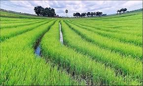 Rice Paddy