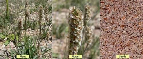 हाई ग्रेड इसबगोल