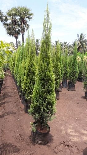 Juniperus African Plant