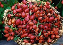 Rosehip Extract - 5% Vitamin C, Rich in Antioxidants, Anti-Inflammatory & Immune Support